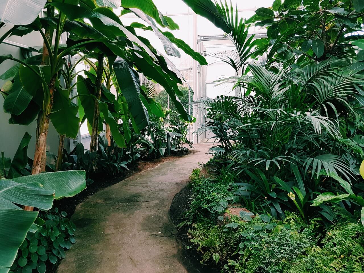 photography-of-pathway-surrounded-by-plants.jpg photography-of-pathway-surrounded-by-plants.jpg