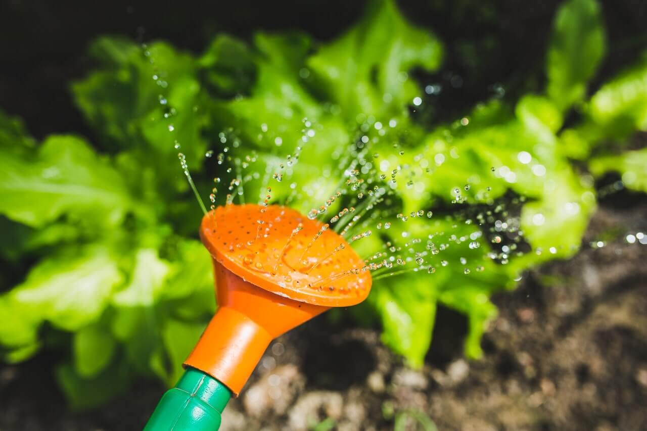 watering-plants-with-a-watering-can.jpg watering-plants-with-a-watering-can.jpg